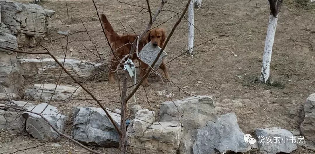 大金毛吞了一块抹布七天不吃东西,金毛吞了一个塑料球