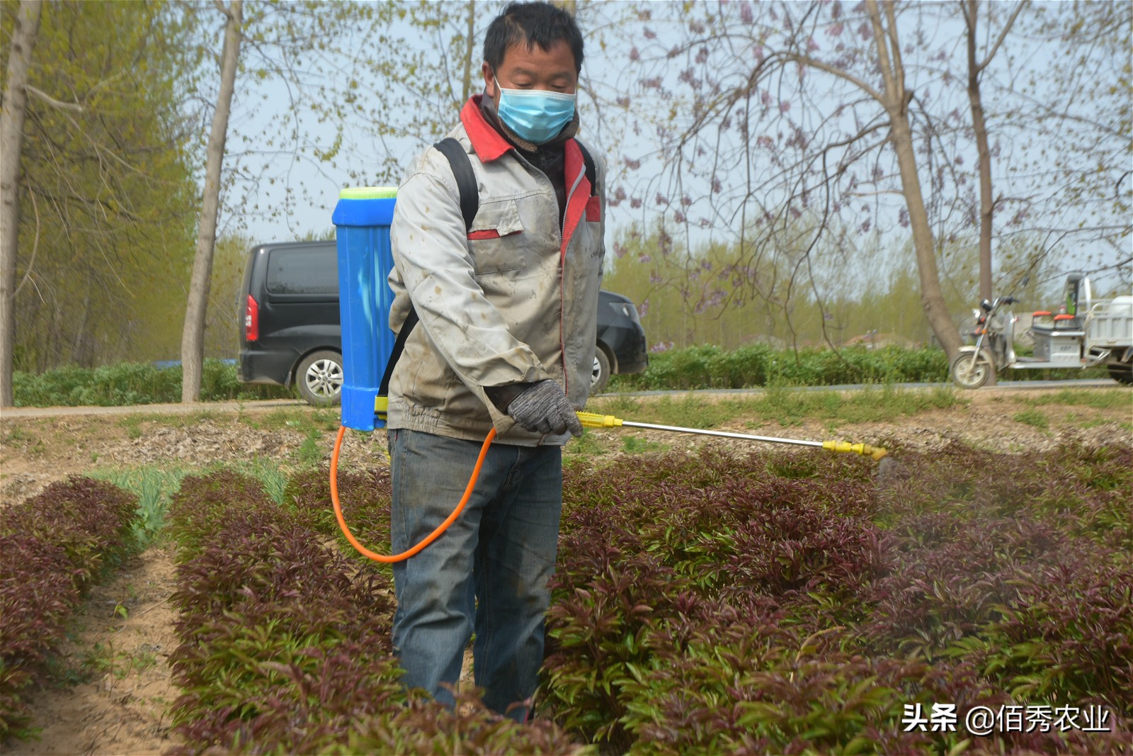 专治地下害虫蛴螬的农药,草坪蛴螬的防治用什么农药