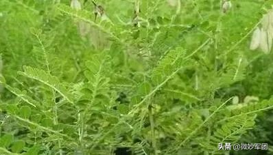 种植中药材需要哪些条件,北方种植什么中药材才适合