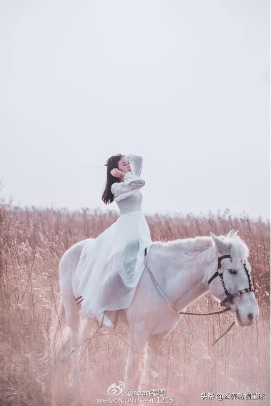 必备的马术知识,马术能不能速成