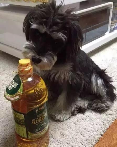 各种狗狗身价排名,各种狗的待遇对照表