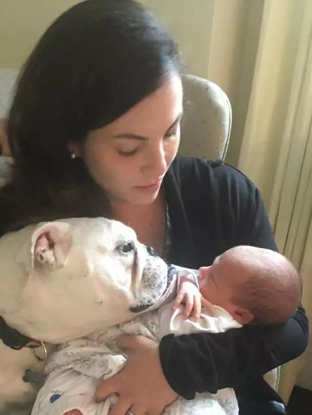 斗牛犬总吃不饱,斗牛犬为什么不爱动