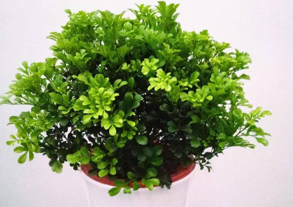 米兰开花季节的养护方法,米兰开花季节的养护与管理