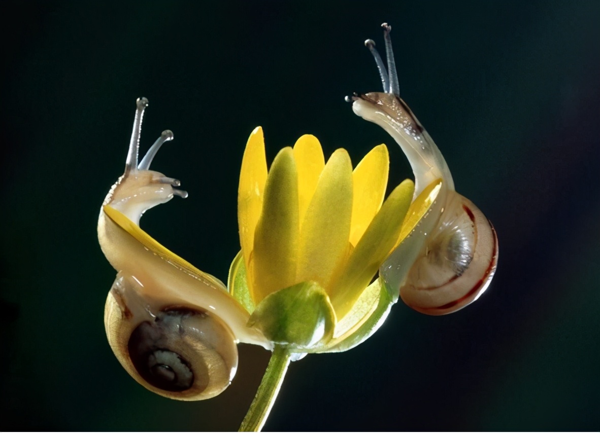是雌雄一体的动物,雌雄一体的动物怎么繁育