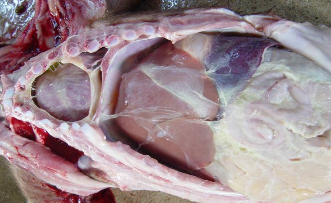 猪非瘟预防,圆环副猪怎么治疗