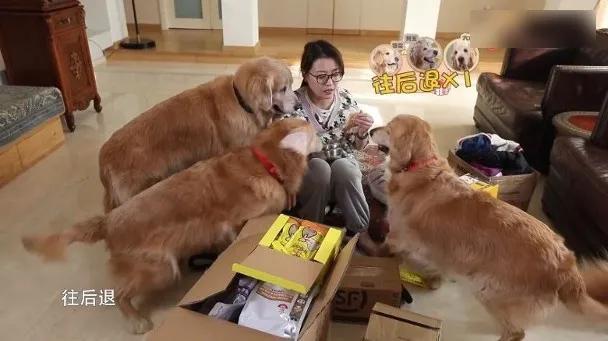 周海媚宠物狗狗,周海媚生前养的4个狗狗被曝光了