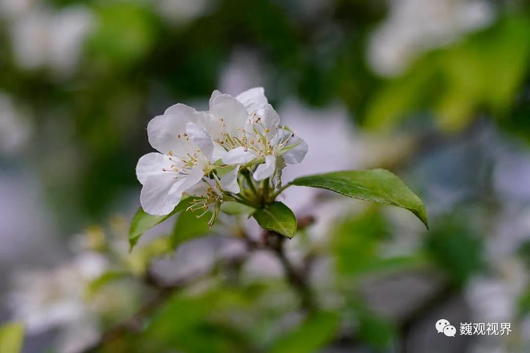 “千里姻缘一线牵”深入了解“SHOTEN”Contax G转Sony E卡口转接环