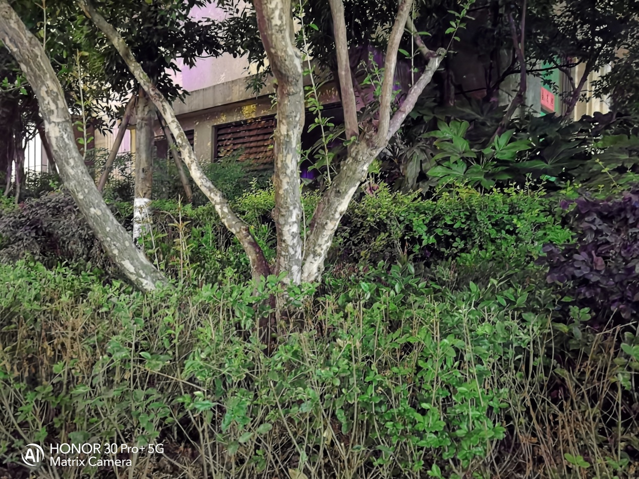 荣耀30pro+对比苹果11pro,荣耀30pro和苹果11视频对比图