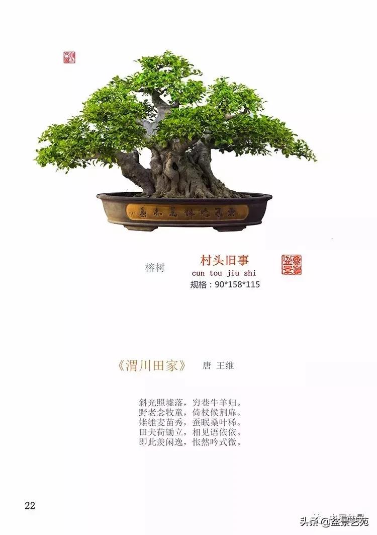 陈文图榕树欣赏,陈文图盆景