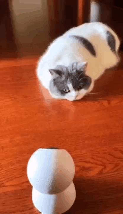 “因为一句话，我家猫在监控前守了一夜，彻夜未眠”