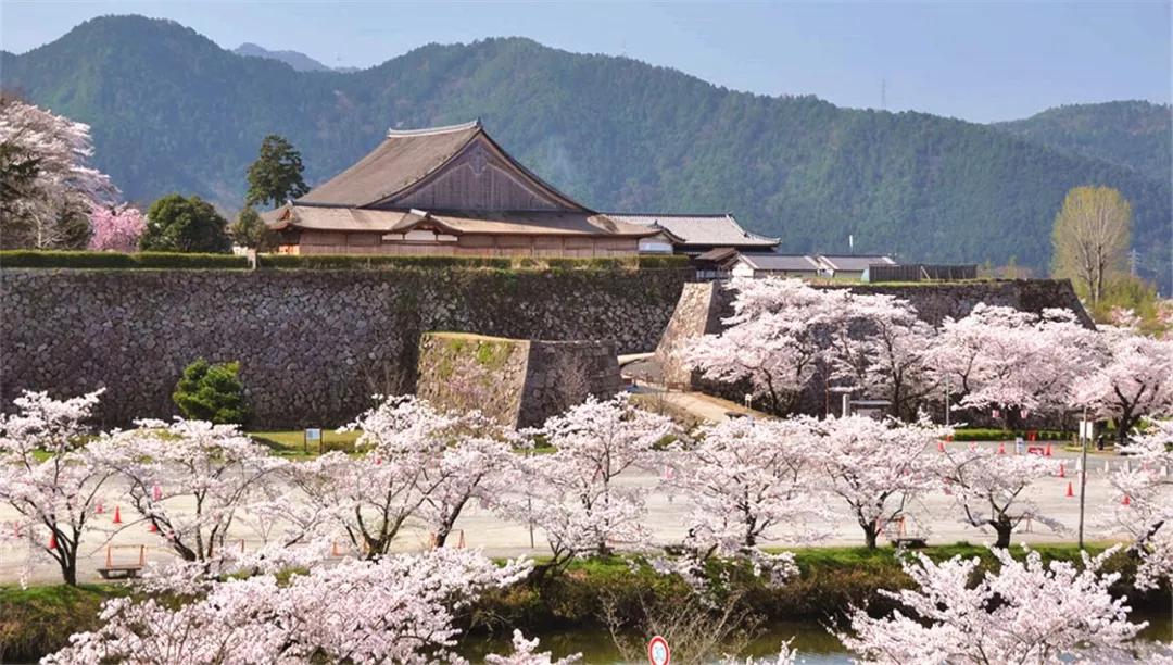 为英伦女神而生，20万日元一把的“樱和伞”，发售一小时就被抢光