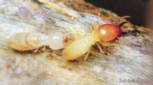 灭虫子的有效方法,杀灭蛀虫最简单