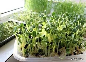 怎样在纸上种菜,纸上种菜的技术很简单