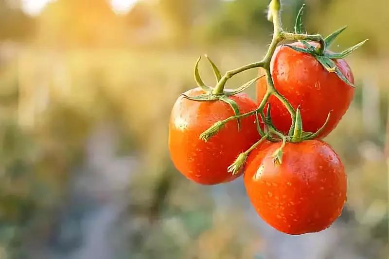 番茄如何赚钱,如何打造一个100亩盈利的农庄