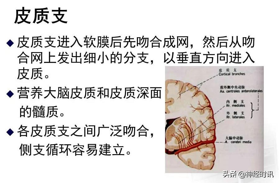 脑动脉解剖学讲解,脑膜中动脉解剖讲解