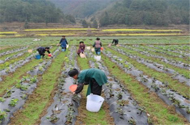 马铃薯怎样种植能高产,马铃薯种植技术小视频