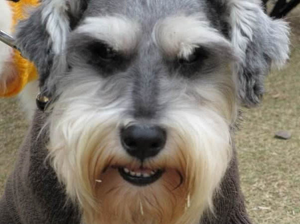 狗严重便秘拉不出屎怎么办,狗便秘最快的解决方法