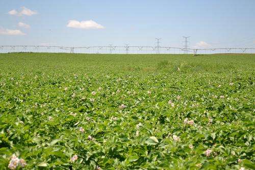 爱吃土豆的看过来，土豆中的铁金刚，个大沙甜，来自内蒙古