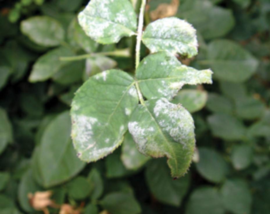 月季花黑斑病治疗的土方法,月季花黑斑病的预防方法