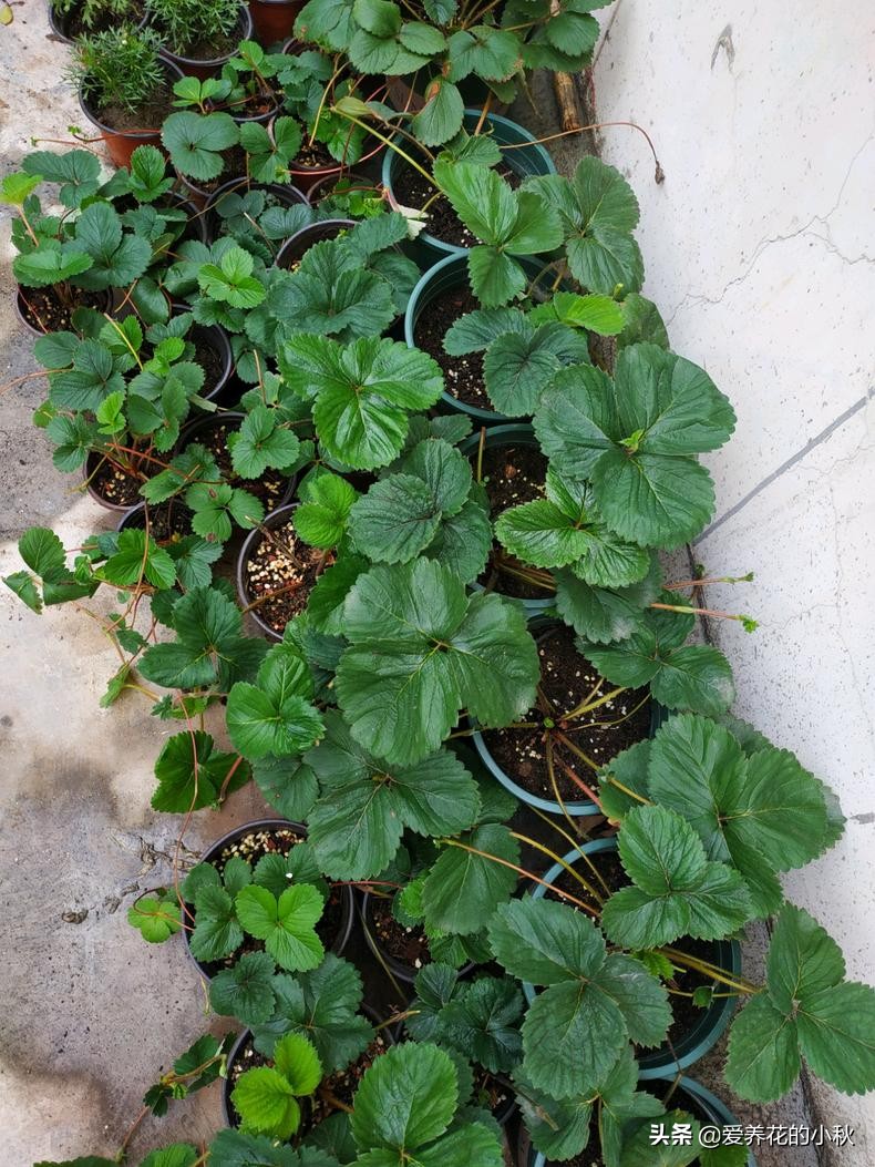 夏天草莓长藤会结果么,夏天草莓生出一条长茎怎么处理