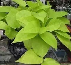 pvc塑料绿植,绿植盆里的塑料