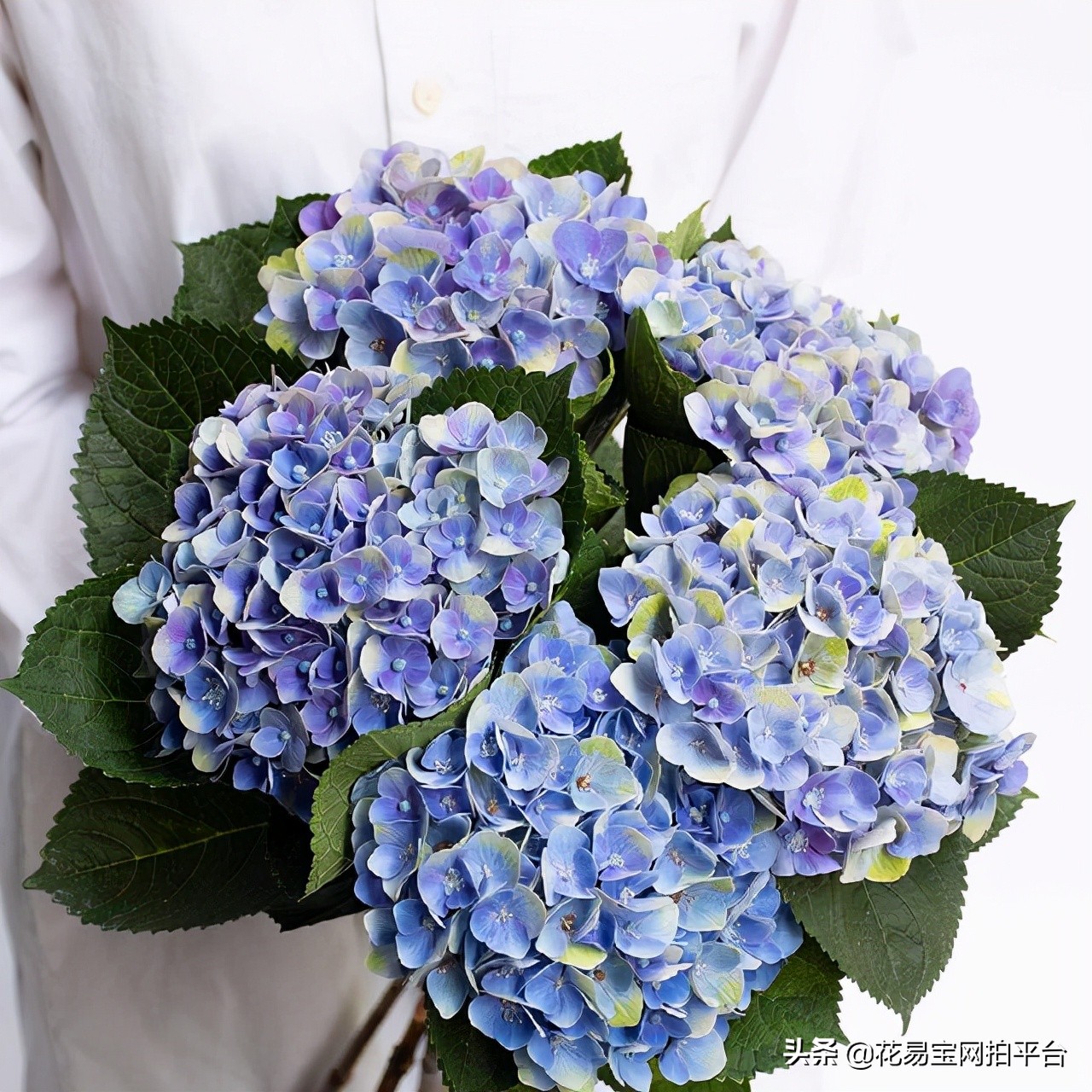 鲜花批发都有什么渠道,一般鲜花批发的都在哪个平台