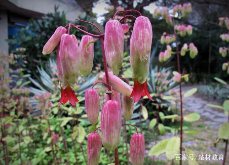 妤氭潗鎵т笟鑽笀,妤氭潗涓嵂