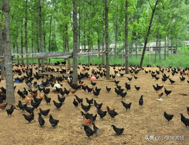 山地养鸡围栏适用什么规格的围网,养鸡围网