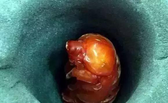 重口味慎入！美女玩起了大肉虫子，竟盘得又红又亮！