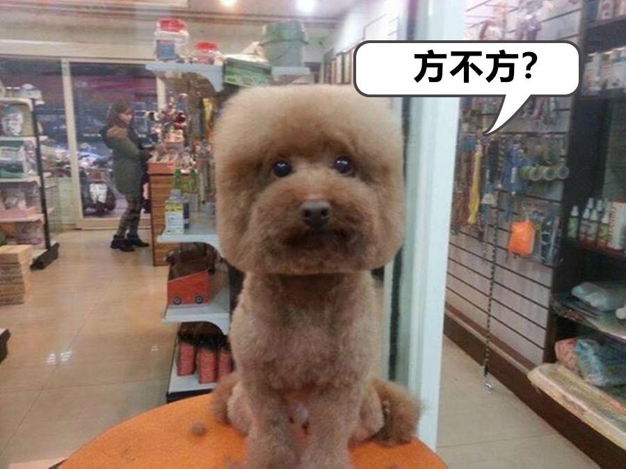 minecraft里的狗怎么才能有,minecraft如何养熊猫