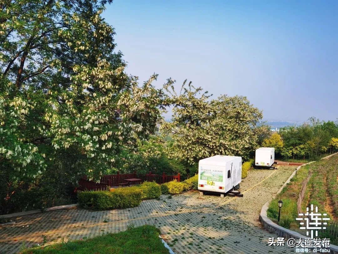 大连最美赏槐露营地,槐之乡露营地