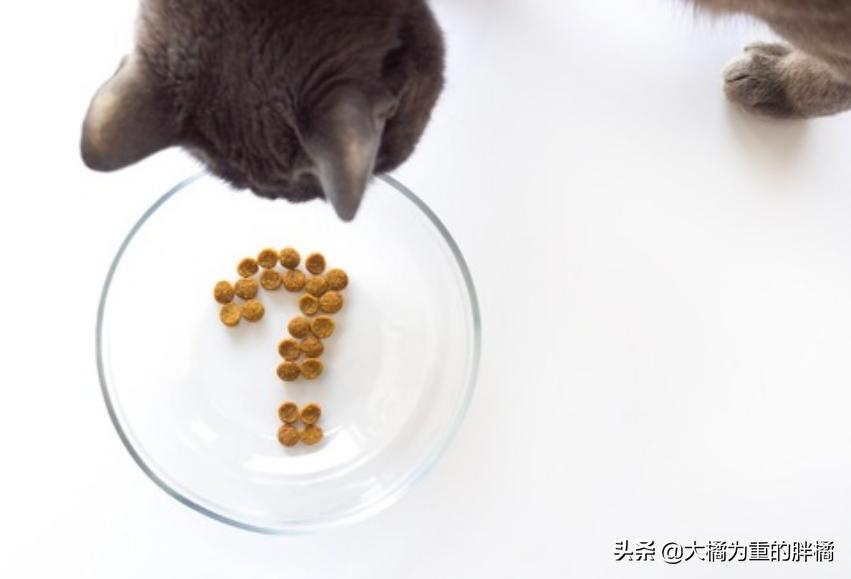 猫不吃新猫粮？原来受这些原因影响，别忙着丢，用这3个办法试试