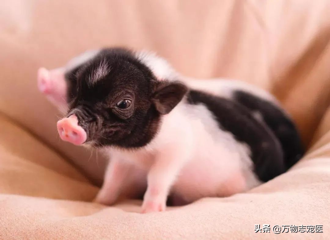 养猫养狗的乐趣,养猪养狗养猫养兔