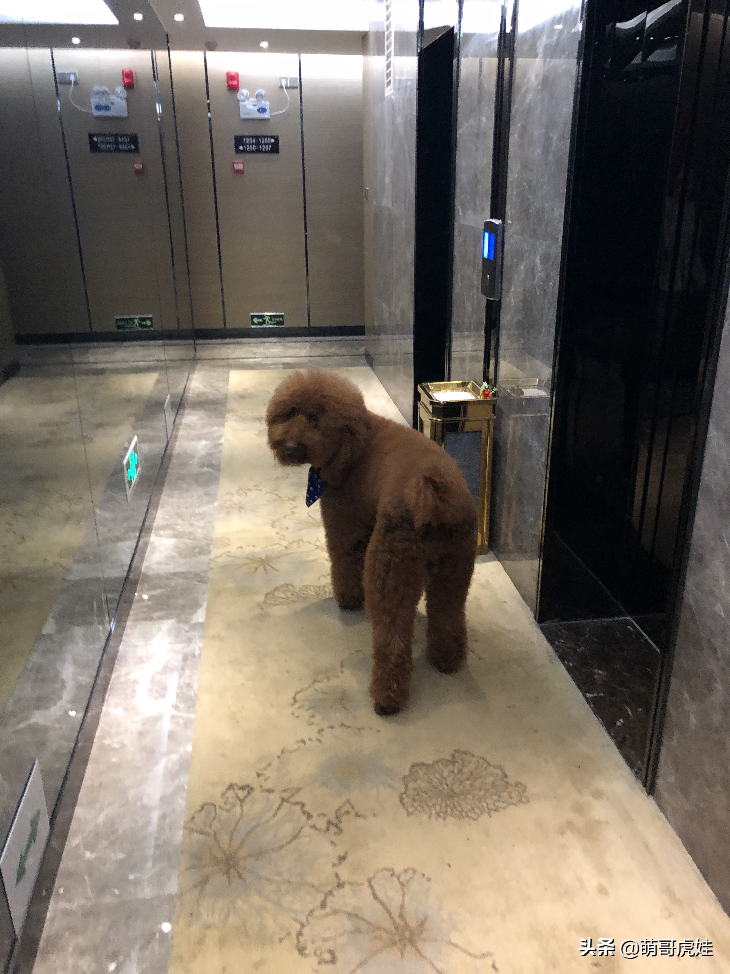 过年不忍心把宠物丢在家，霸气主人带着4只猫狗龟一起出门住酒店