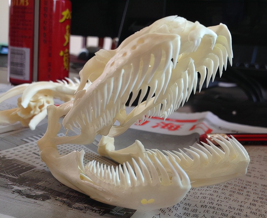 气温回升蛇出去,气温升高蛇的表现