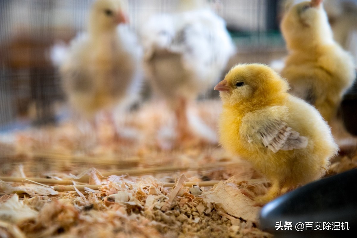 孵化场蛋库温湿度,孵化箱加湿方法