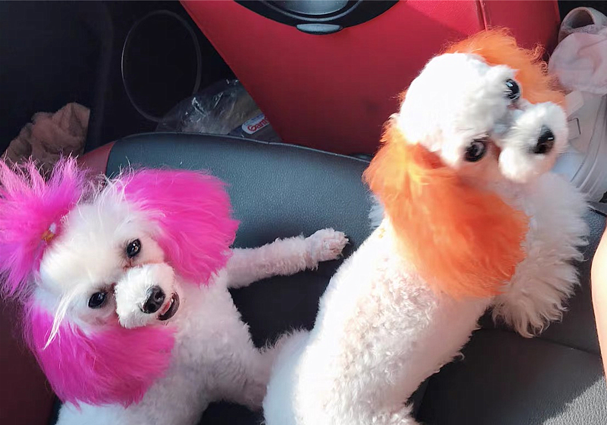 辟谣,狗狗染色用的是植物染发剂没伤害?对它你真的了解吗?