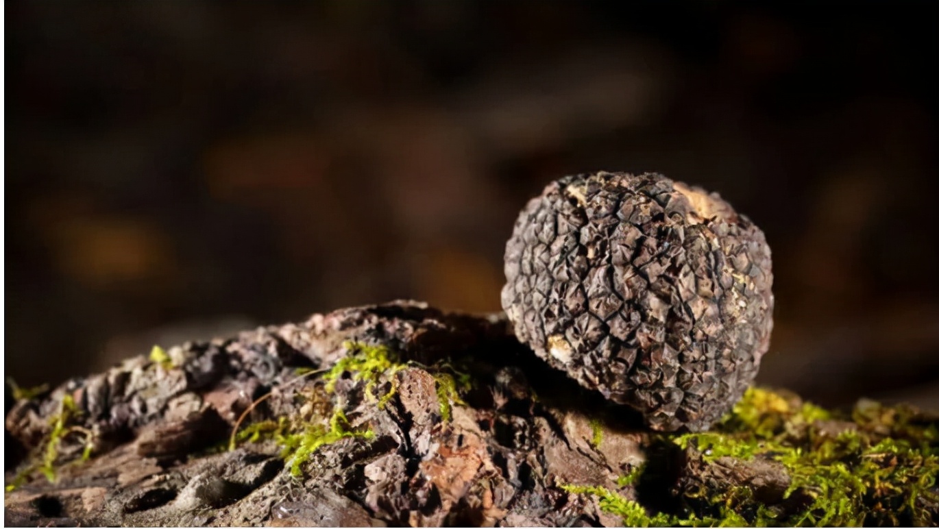 季泉黑松露胶原多肽抗皱系列功效,季泉黑松露胶原多肽紧致嫩肤喷雾