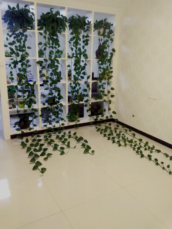 绿萝怎么养才能更旺盛叶子都黄了,室内放多少盆绿萝能净化空气