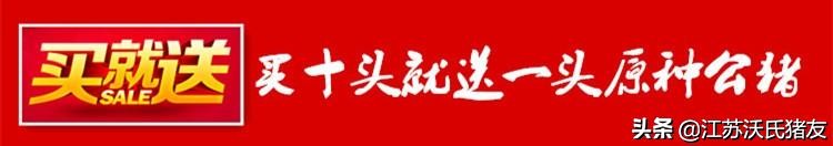 猪的传染病有哪些？如何防治呢？