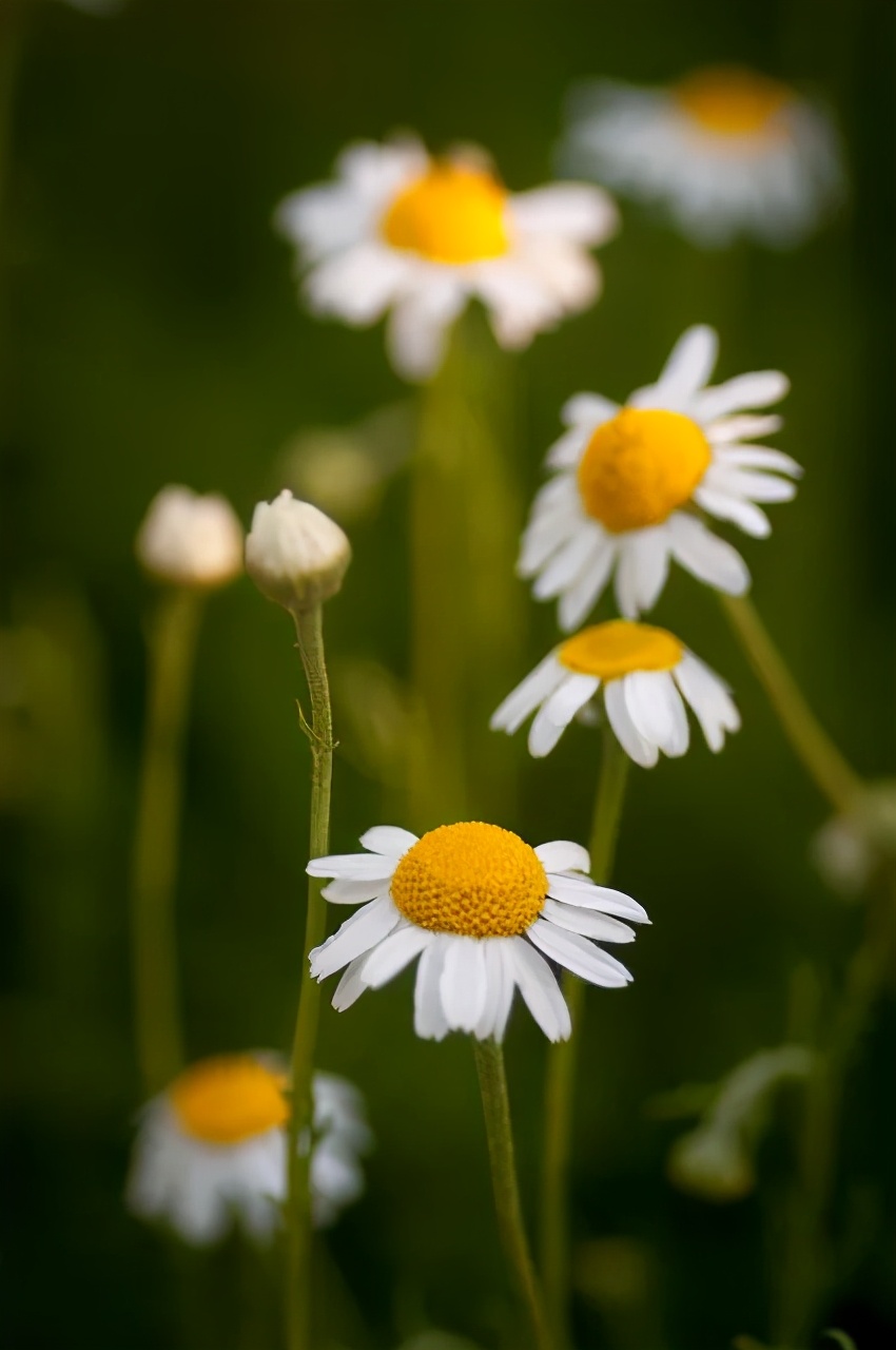 观花草本植物推荐,最具观赏性的观叶植物