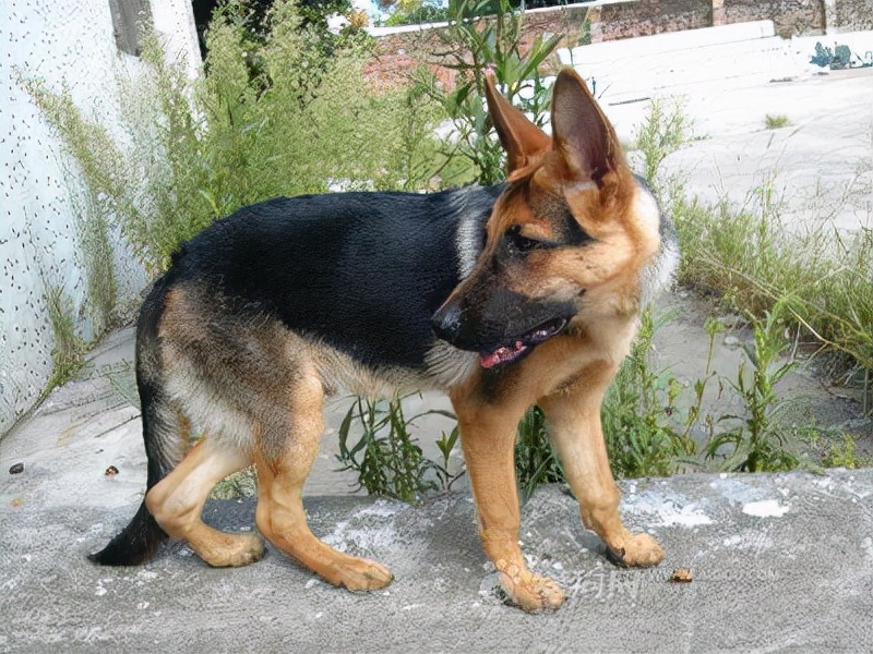 德牧犬的后腿是弯的吗,德牧后腿是基因缺陷吗