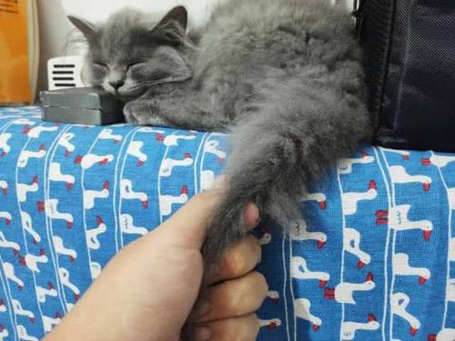 拽猫尾巴会导致拉稀么,为什么拽猫咪的后背毛会抖动