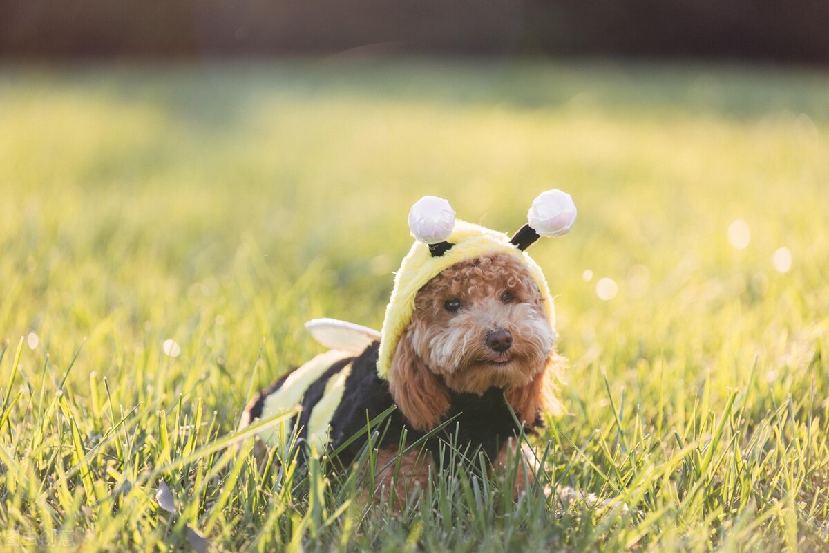 婢冲ぇ鍒╀簹鍚嶇姮,鍚嶇姮鎵撴枟瑙嗛