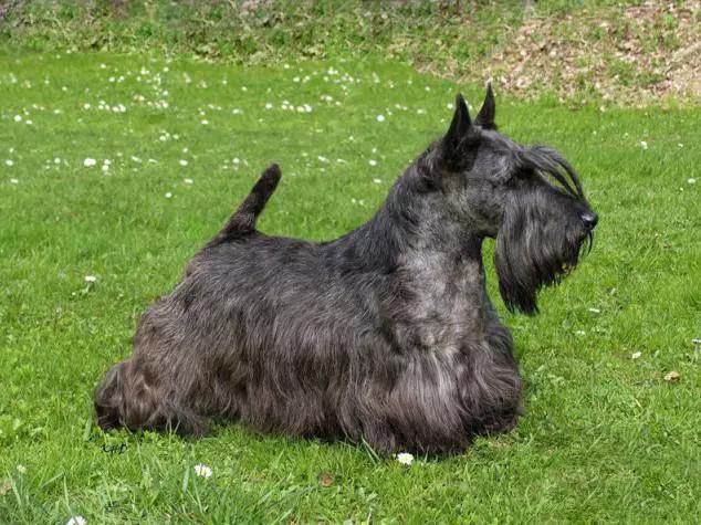 45种狗狗很难得一见你认识几种,45种最难得一见的狗