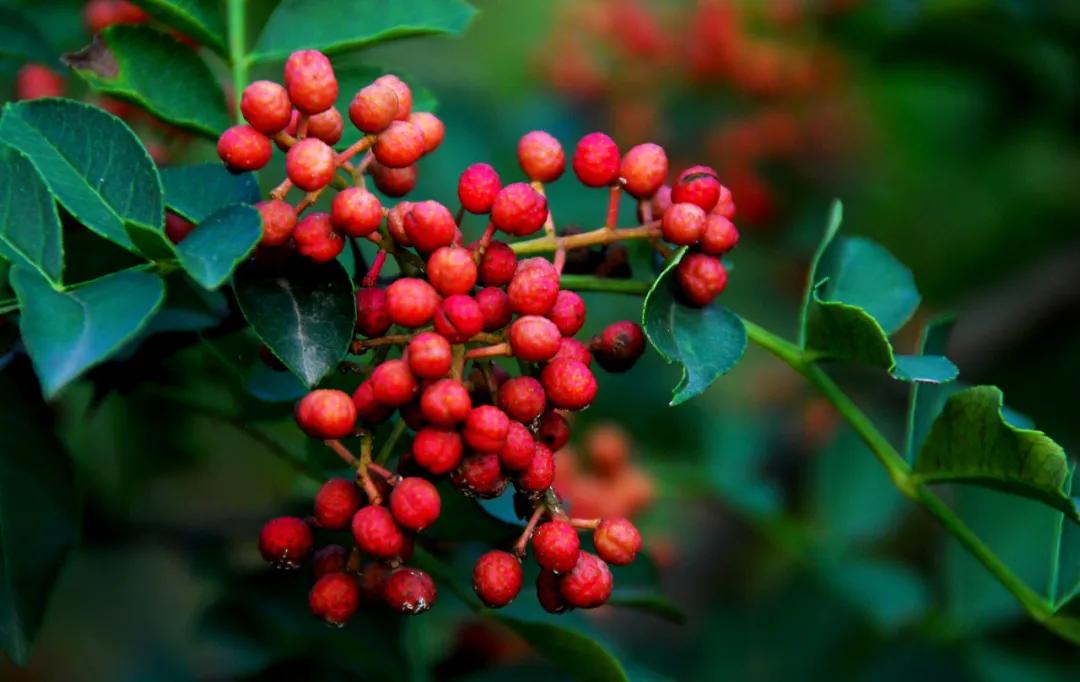 韩城大红袍和汉源花椒哪个好,韩城大红袍花椒介绍