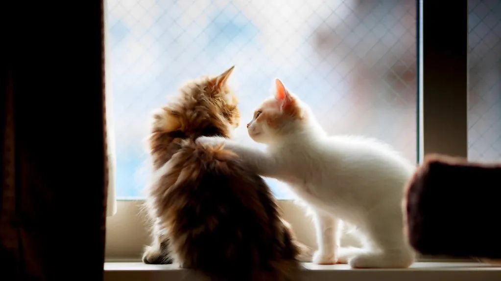 支原体感染家里有猫,猫的支原体感染会传染人吗