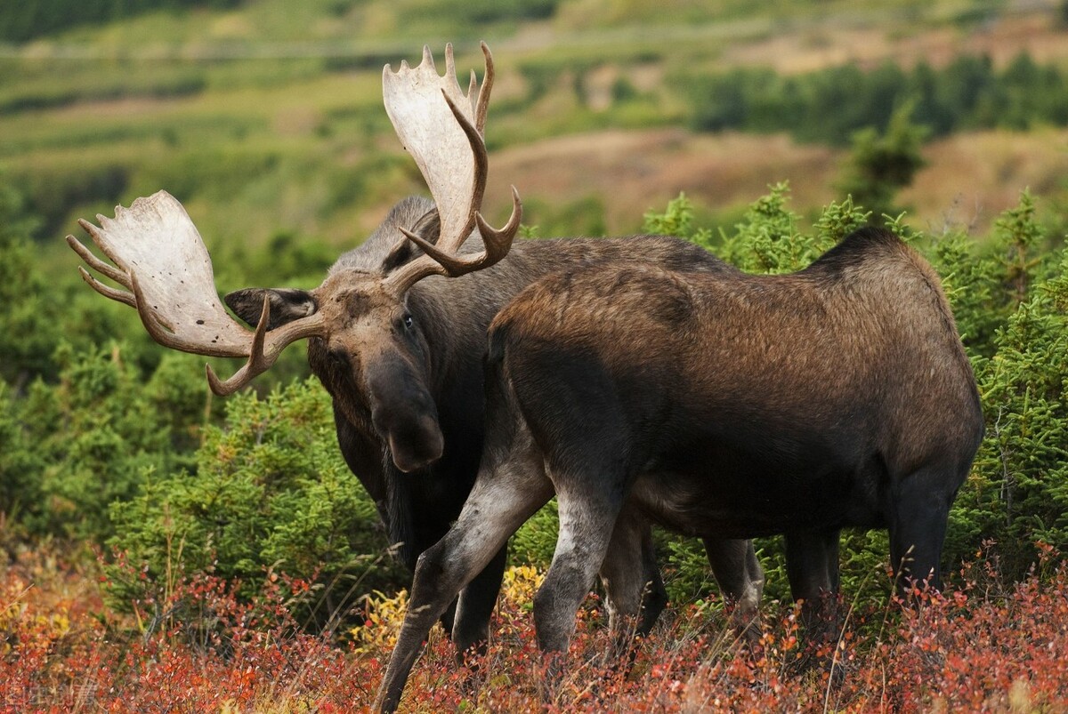 很多动物只在发情期交配,却很少听说得性病,两者有关吗?