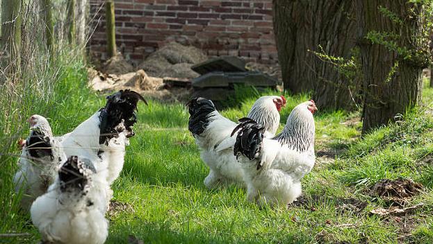 霉菌性胃炎吃什么药,鸡腺肌胃炎可以用制霉菌素吗