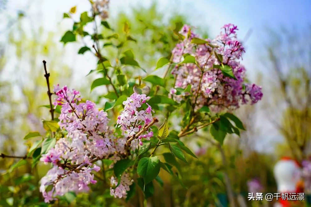 阳春四月春意盎然,阳春四月艳阳照